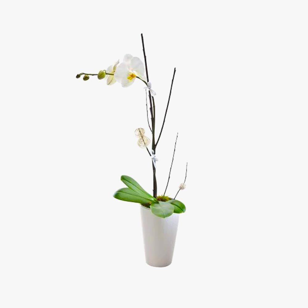 Exquisite. Flowering Orchid Presentation