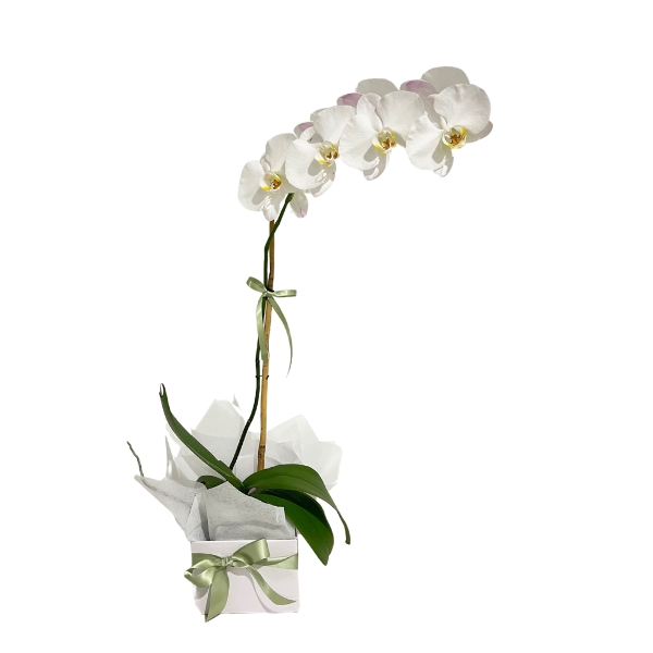 Flowering Phalaenopsis Orchid Gift