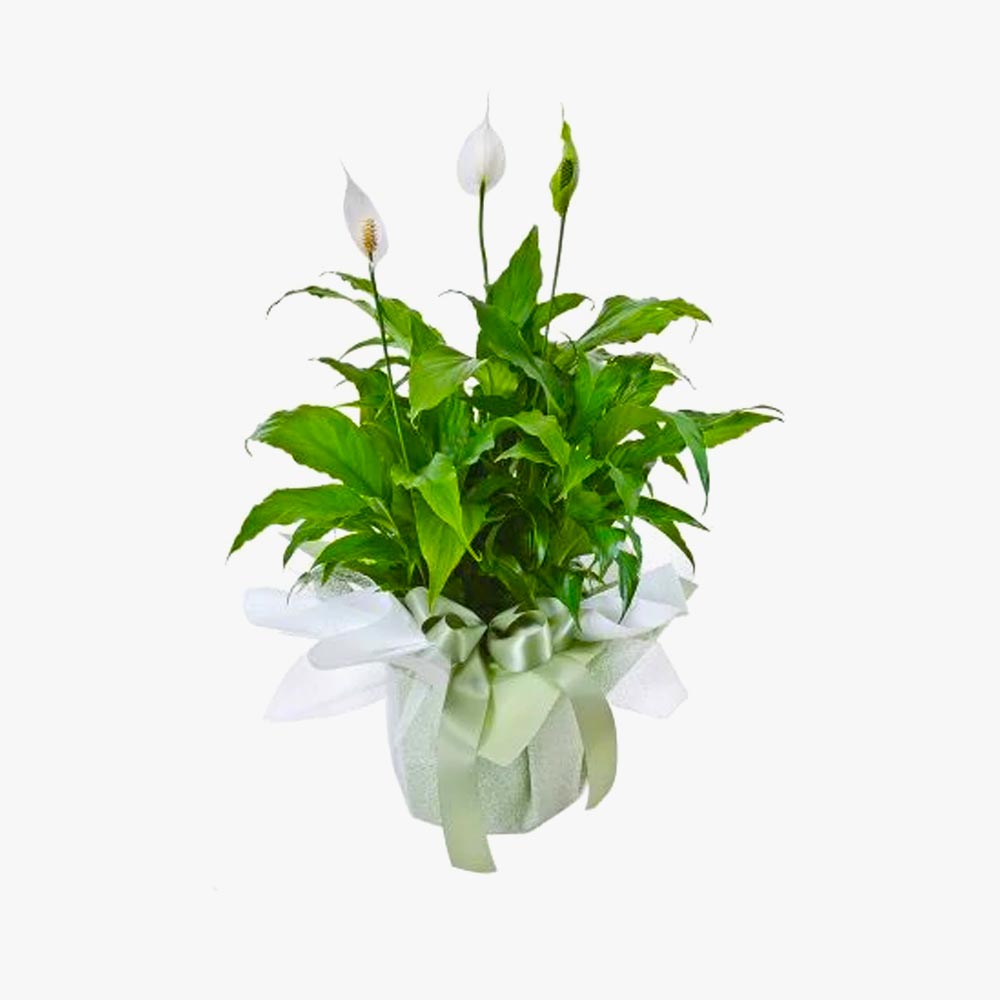 Peace Lily – Spathiphyllum