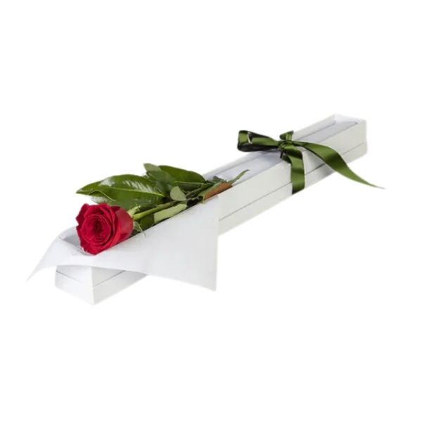 Single Red Rose in Presentation Box
